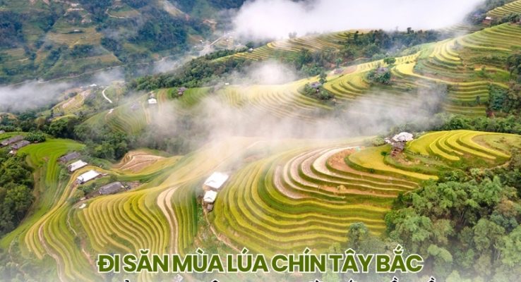 i săn mùa lúa chín Tây Bắc