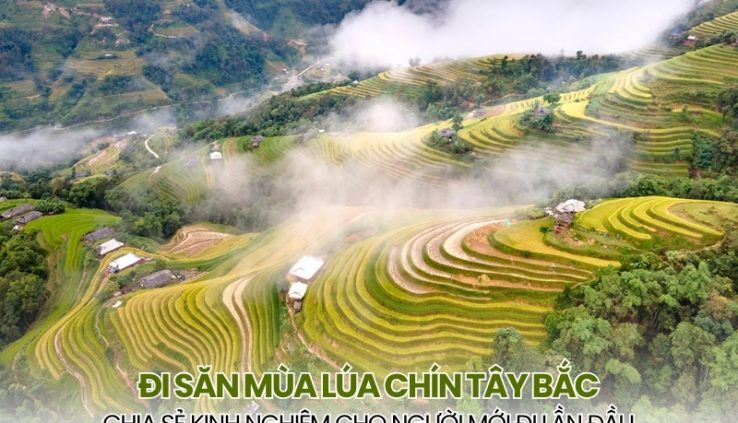 i săn mùa lúa chín Tây Bắc