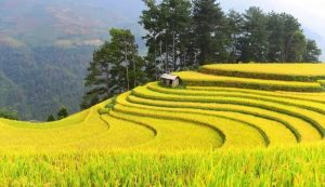 thời gian diễn ra mùa lúa chín Tây Bắc