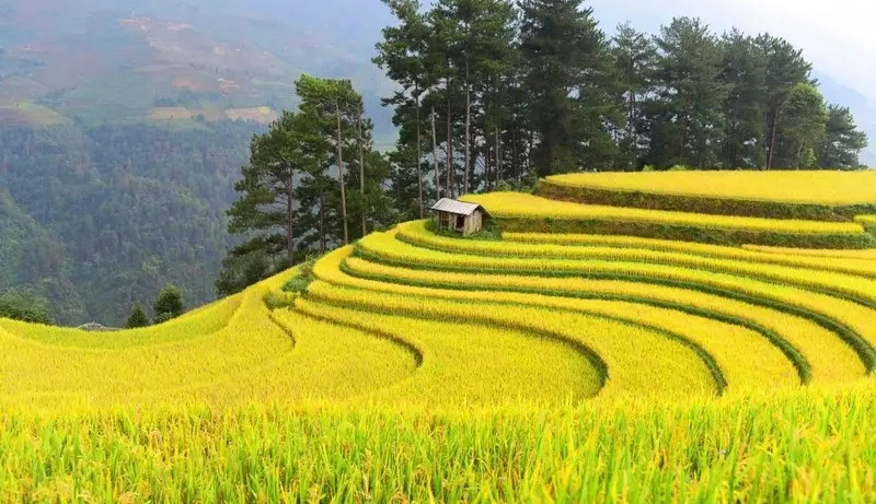 thời gian diễn ra mùa lúa chín Tây Bắc