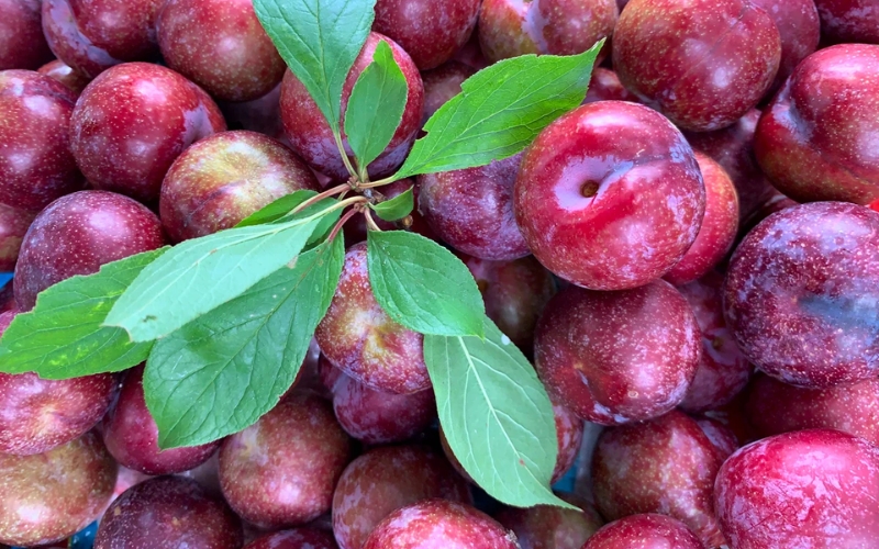 mận đỏ hà giang