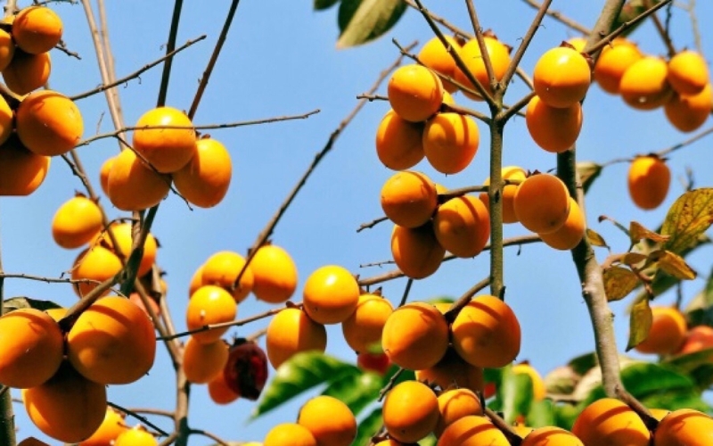 mùa trái cây ngon nhất