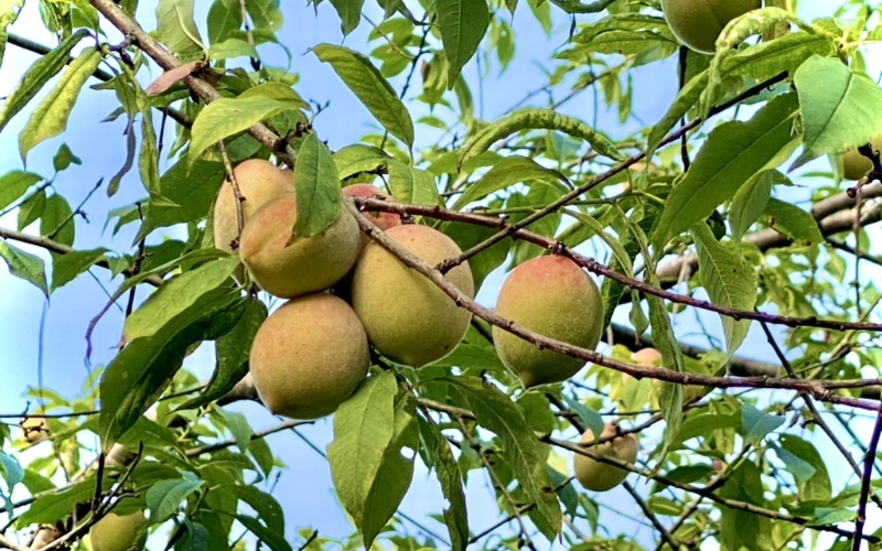 quả đào hà giang