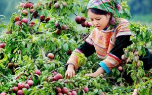trái cây hà giang có gì đặc biệt