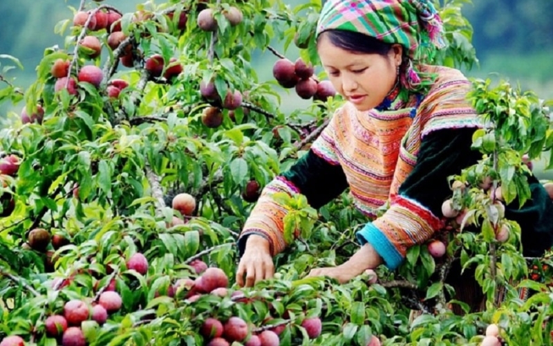 trái cây hà giang có gì đặc biệt